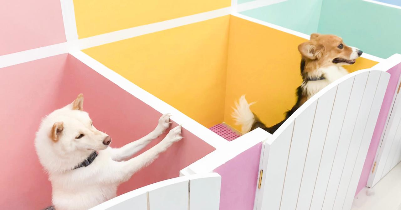 Kandang Hotel Anjing