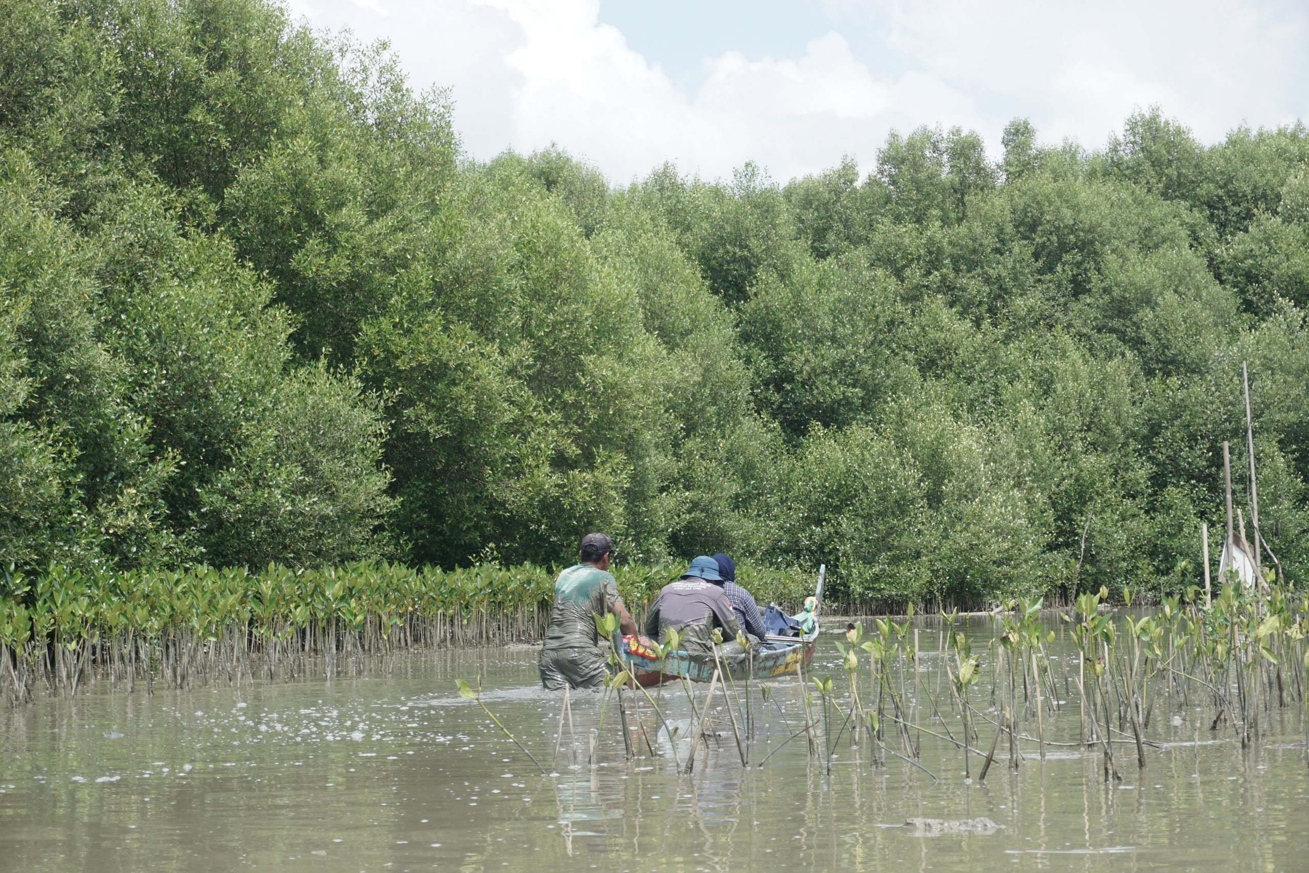 Penanaman Mangrove oleh Mitra Kelompok Tani