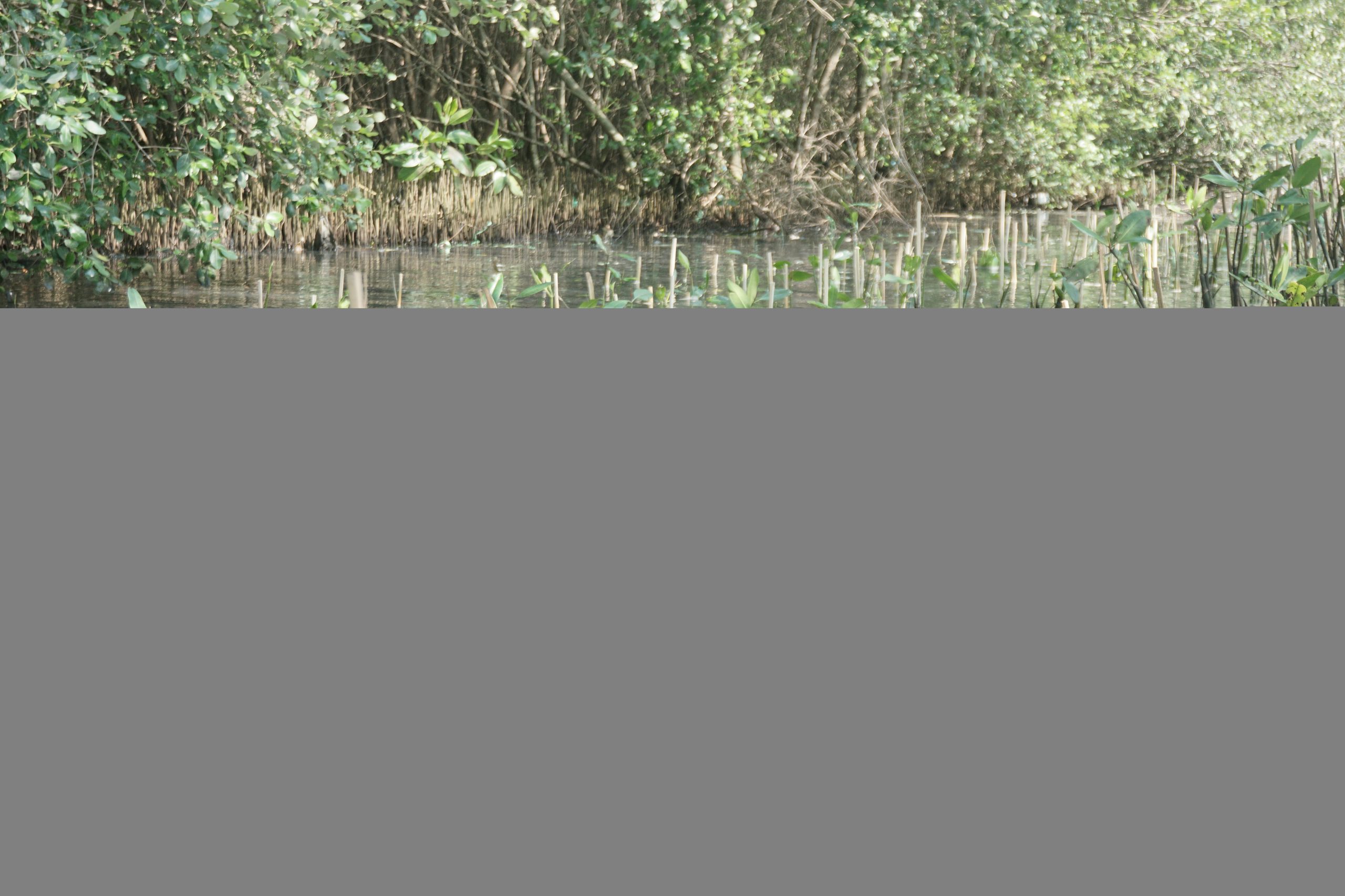 Mangrove yang telah tertanam di Pantai Mangunharjo, Kota Semarang. 